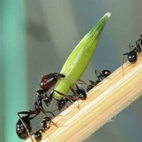 ants-stalk